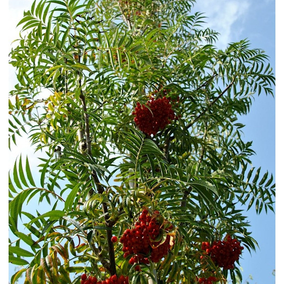 Rönn – Sorbus 'Dodong' - C35 10/12 200 CM Stem